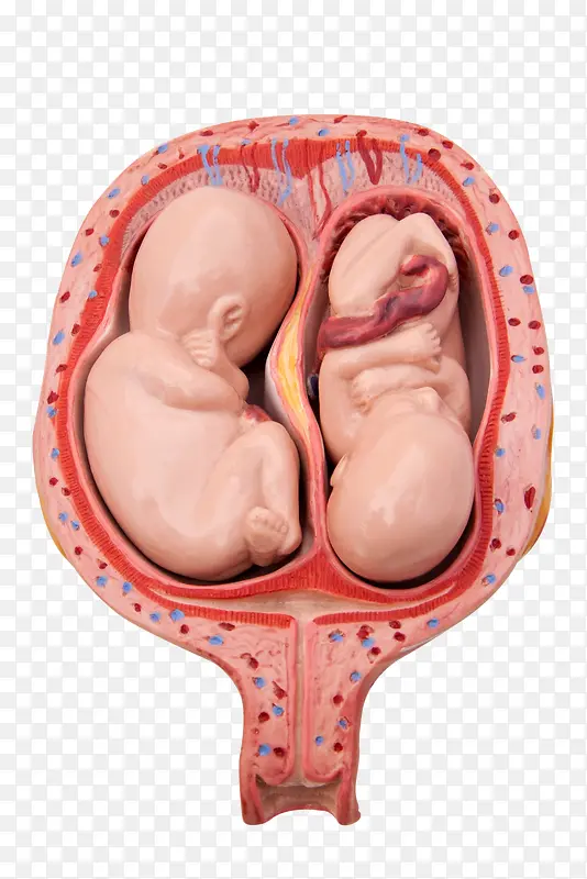 胚胎里的婴儿