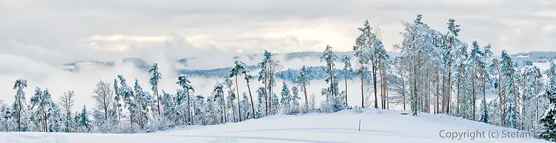冬季森林雪景banner