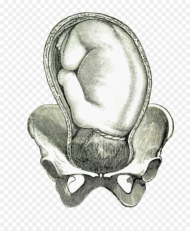 手绘胚胎里的婴儿
