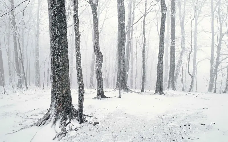 冬季雪地干枯树林海报背景