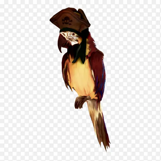海盗小鸟