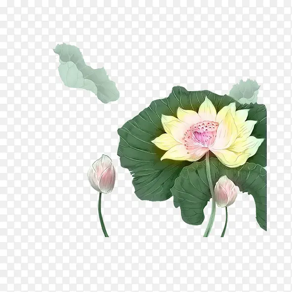 工笔画莲花