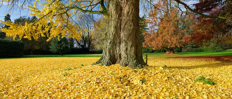 大树下垂黄色枝叶