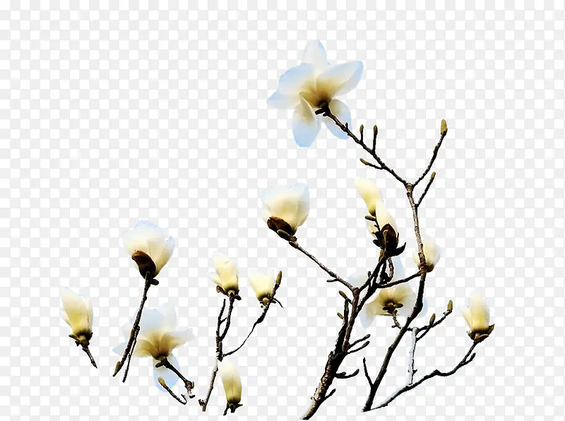 枝头上的广玉兰