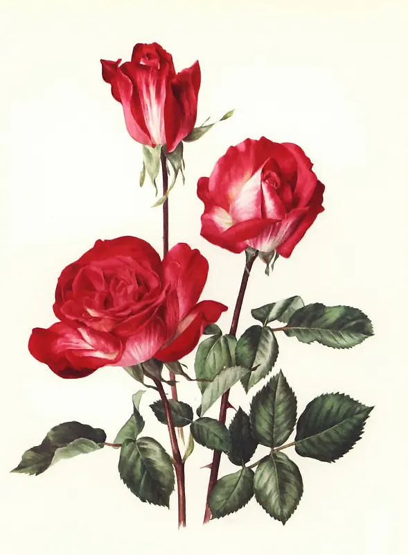 玫瑰手绘写意花卉