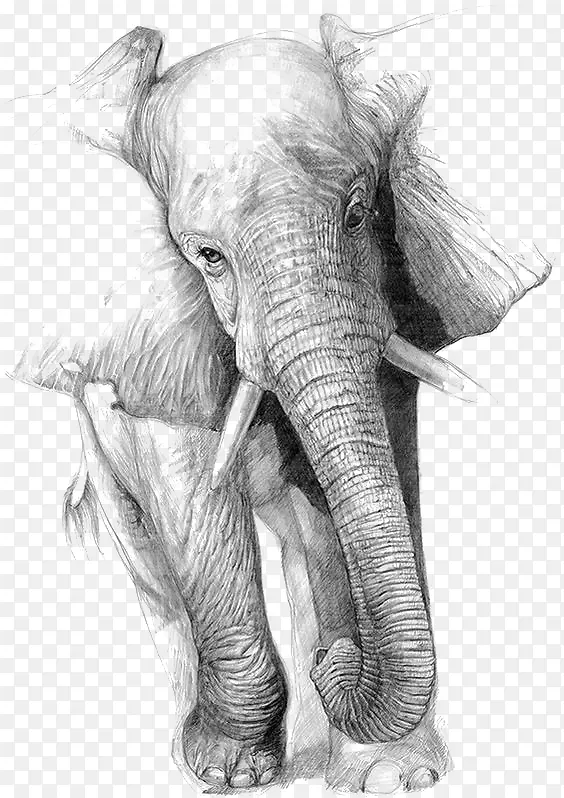 素描大象