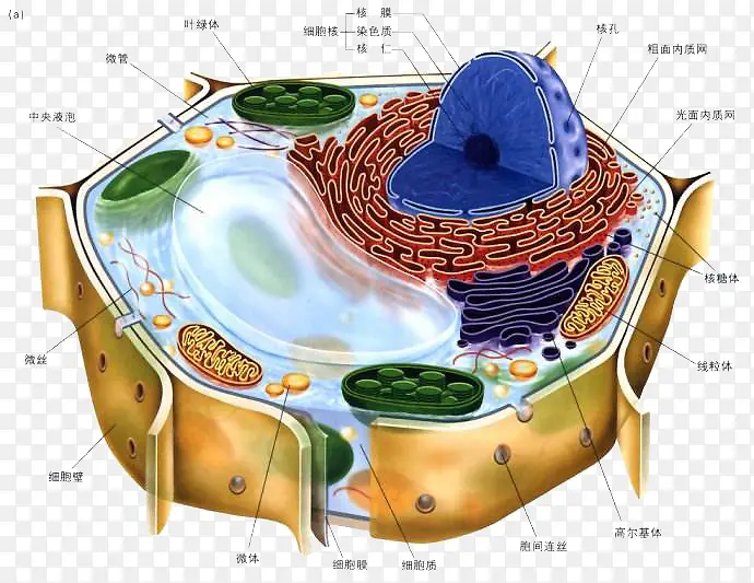 彩色医学细胞结构图