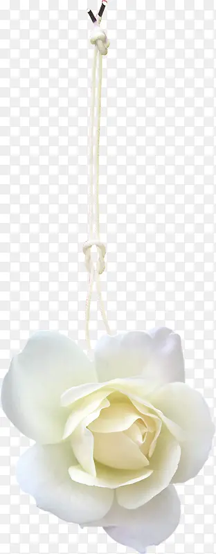 绳子吊起来的白色花朵植物