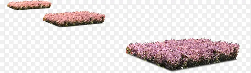紫色草坪景观装饰
