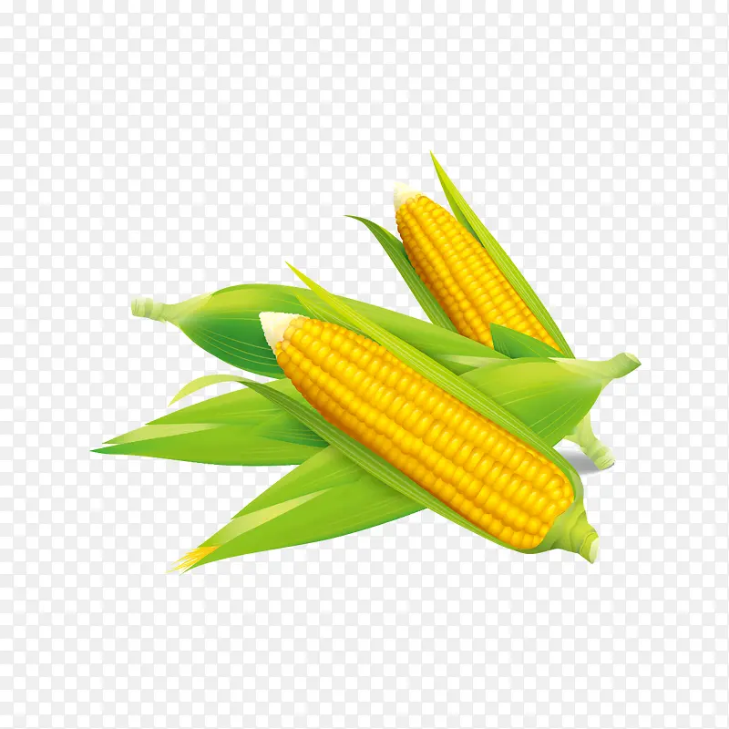 矢量玉米图案