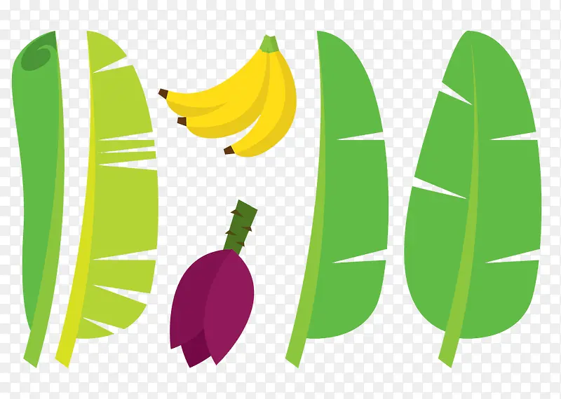 香蕉和香蕉叶