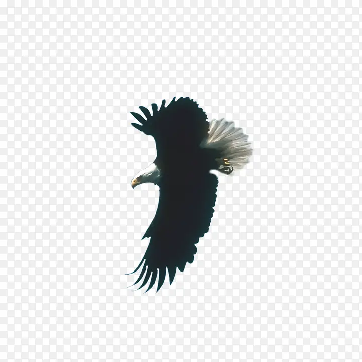 黑色老鹰