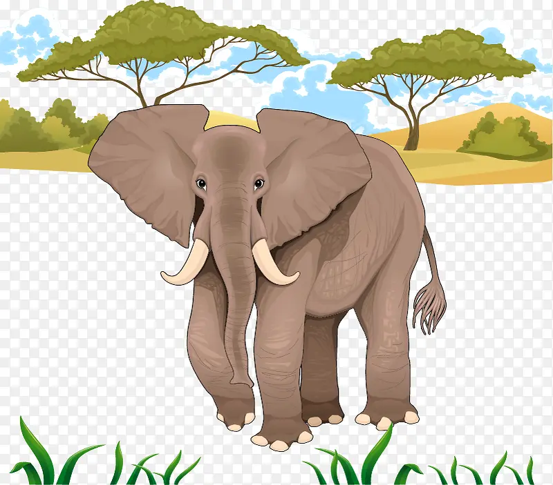 丛林里的大象