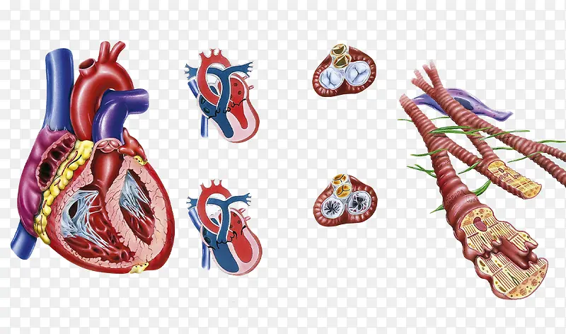 人体器官血液循环图片