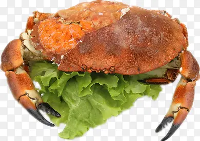 西班牙面包蟹