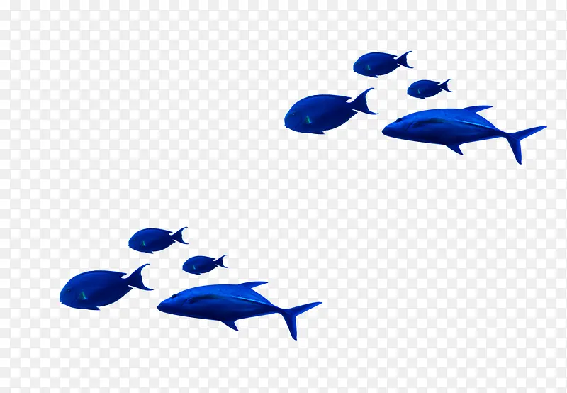 深蓝色海豚热带鱼装饰图案