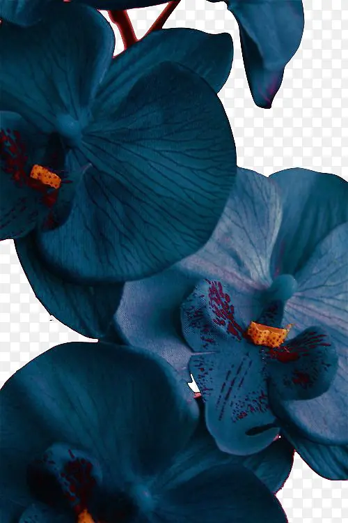 深蓝花瓣