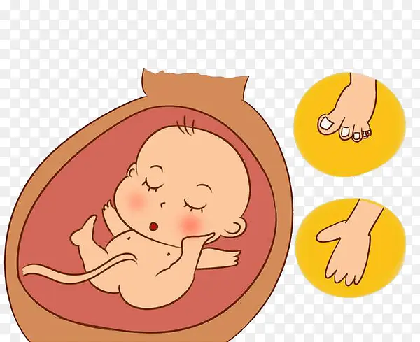 胎儿的手脚生长