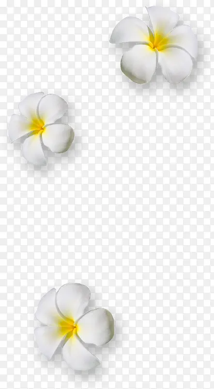 漂浮白色花朵