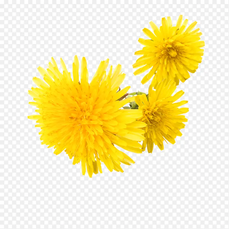 黄色菊花