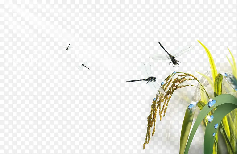 水稻生长蜻蜓飞舞