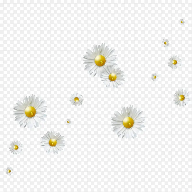 白色野菊花漂浮素材
