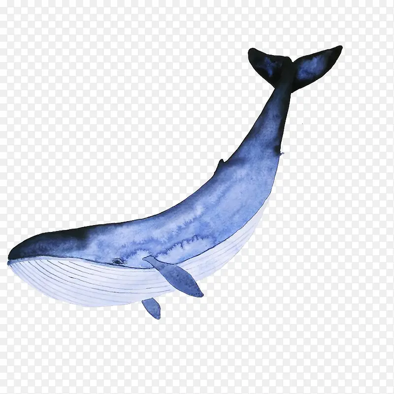 手绘蓝色水彩座头鲸生物宣传插画