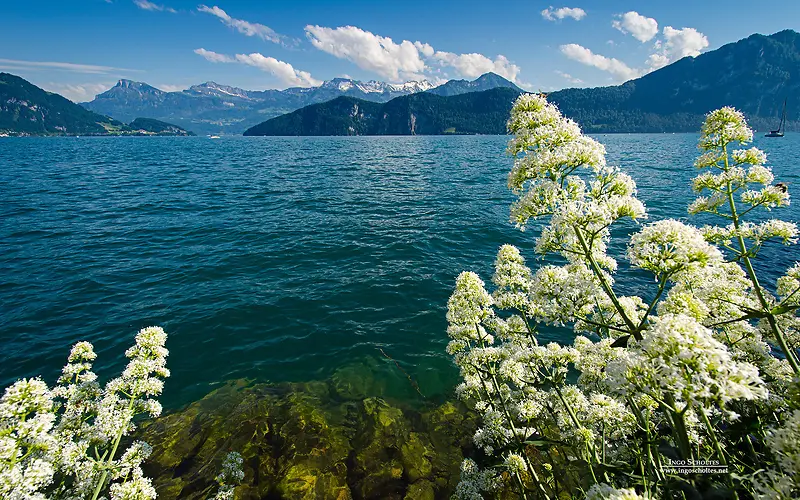 湖泊白云高山植物白花