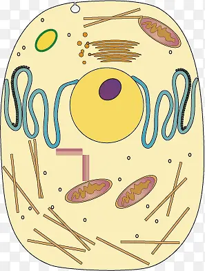 动物细胞模式图