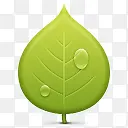 绿色的树叶 icon