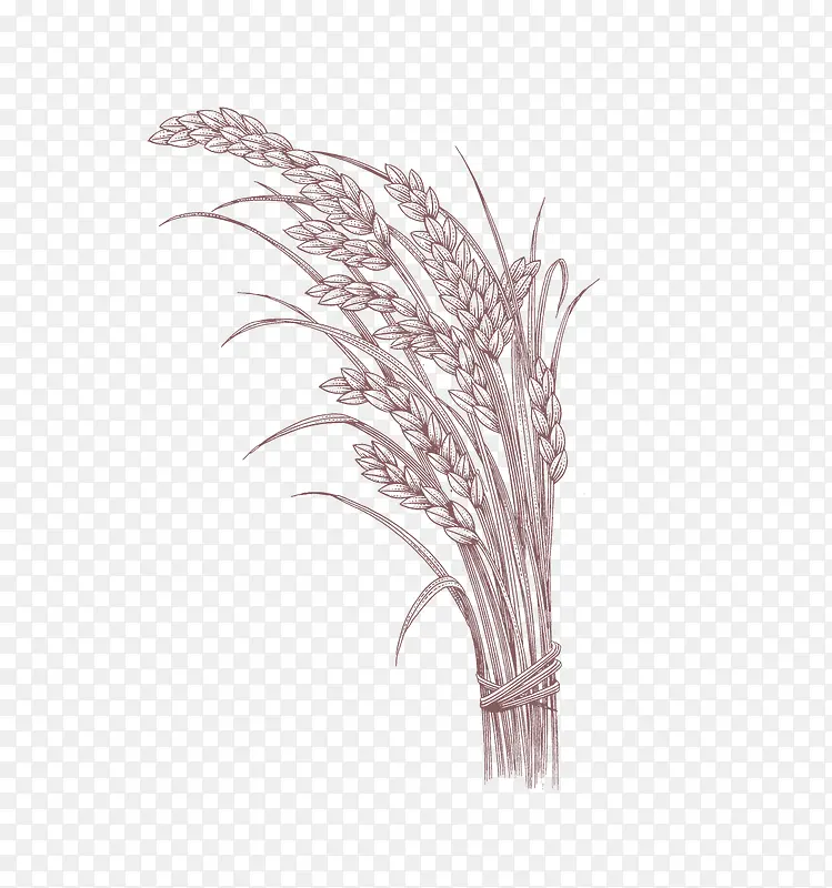 稻米五谷杂粮