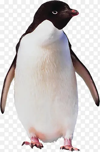 企鹅