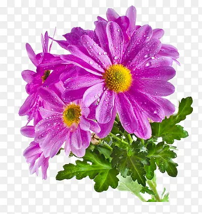 有露水的紫色菊花