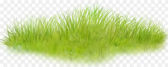 绿草丛生