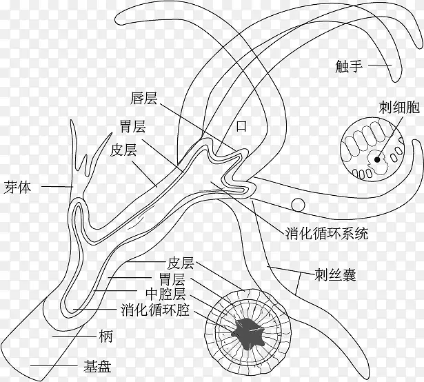 珊瑚虫的结构