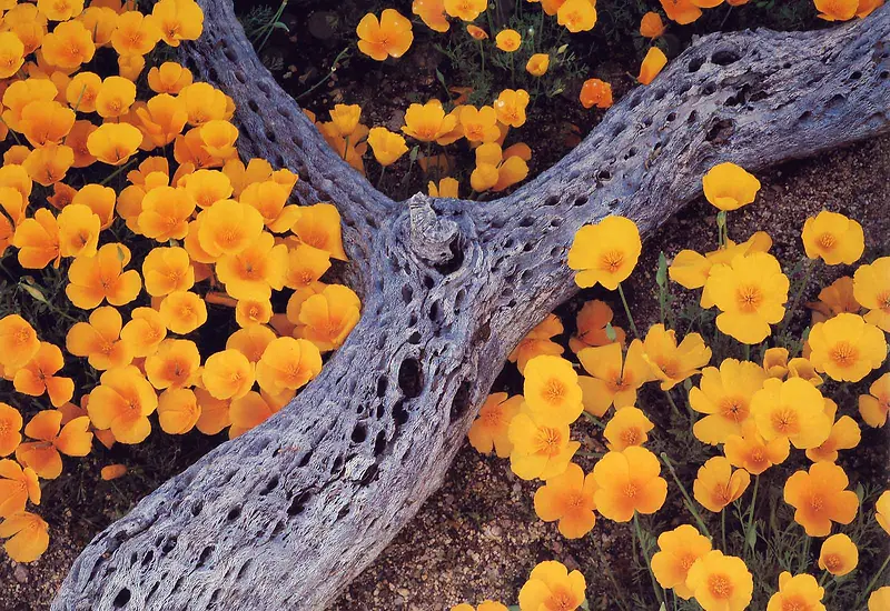 高清创意黄色花朵木头创意摄影
