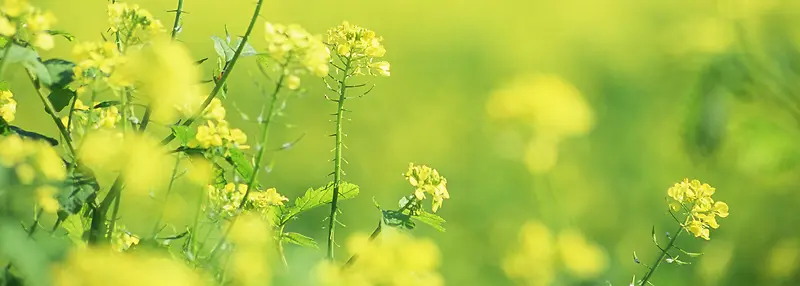 农业花草油菜花唯美朦胧背景banner