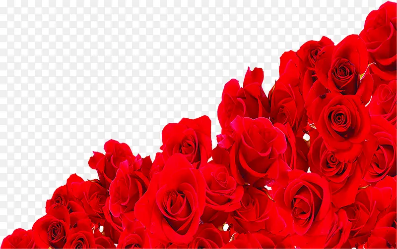 创意合成红色的鲜艳的玫瑰花效果