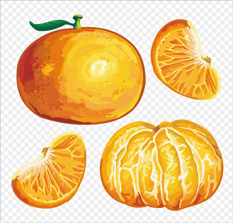 柑橘各局部分解手绘图