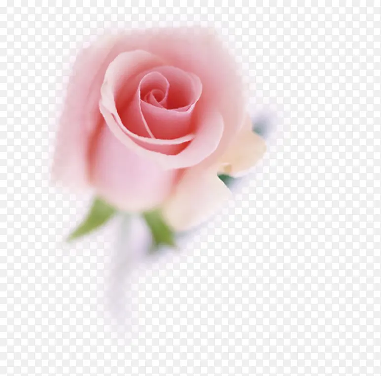 粉嫩玫瑰花
