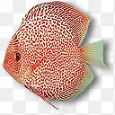 红点热带鱼