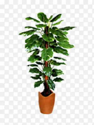 植物盆栽花草景观
