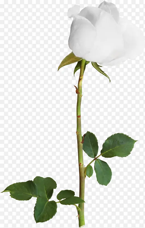 白玫瑰装饰
