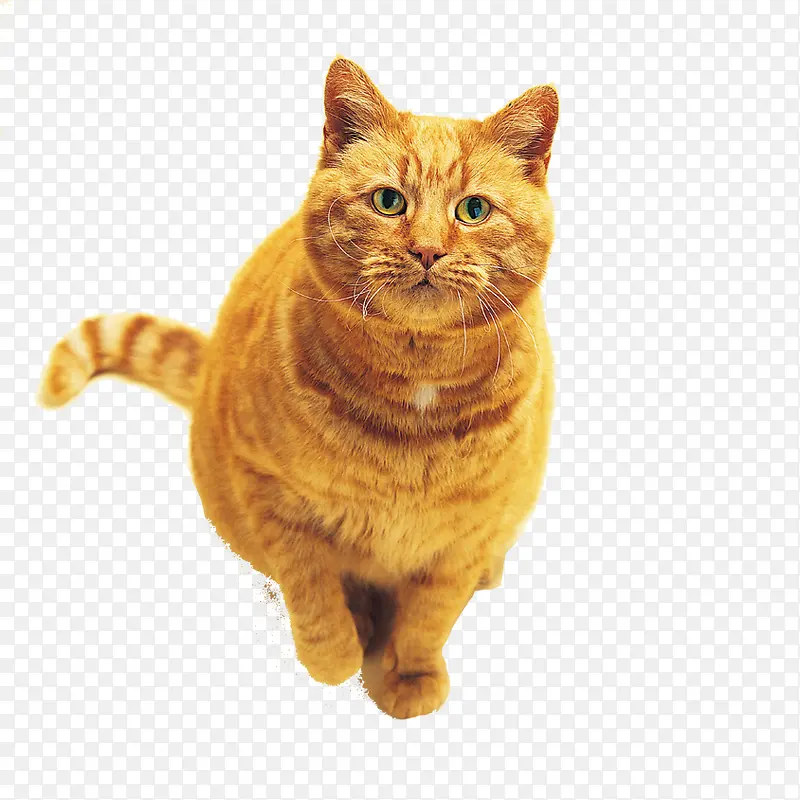 黄猫PNG图片素材下载_图片编号yezoneaj-免抠素材网