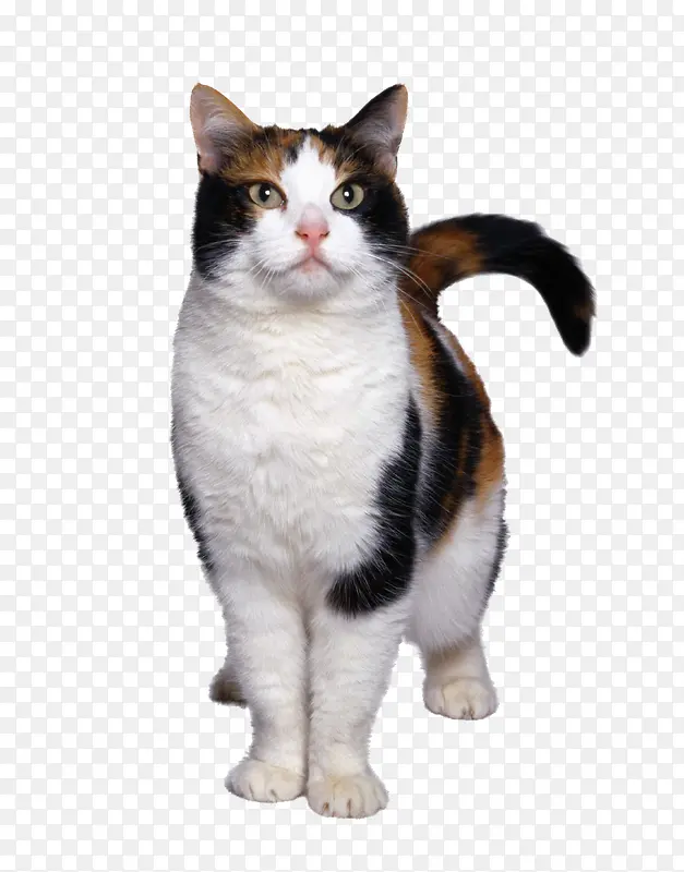 三色猫可爱猫咪宠物动物图片素材PNG图片素材下载_图片编号yxjdrmkk-免抠素材网
