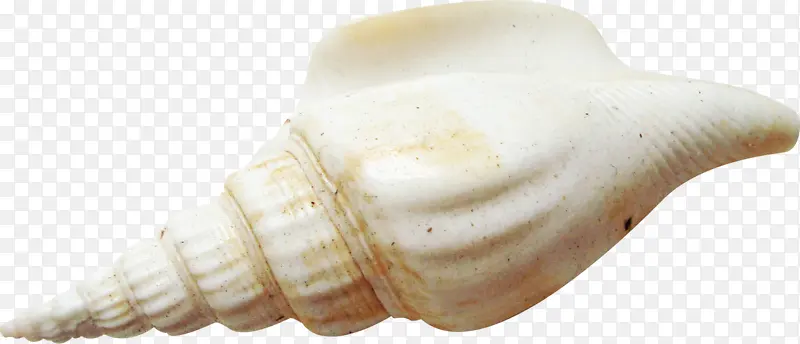 白色海螺