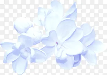 蓝花png图片