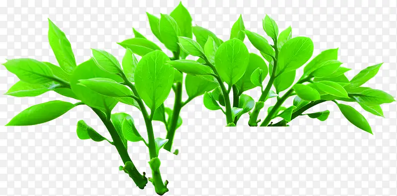 植物夏日绿色效果树苗
