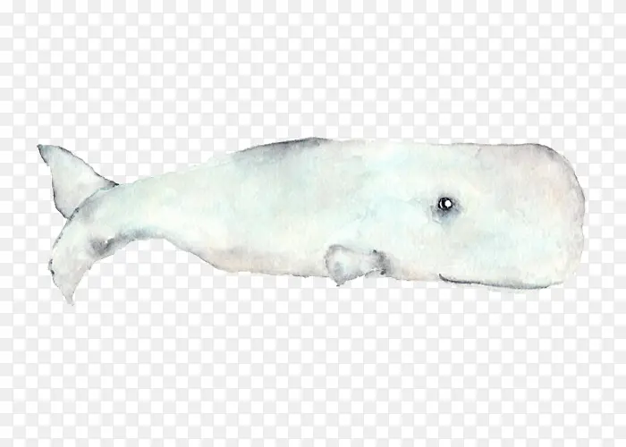 白色鲸鱼