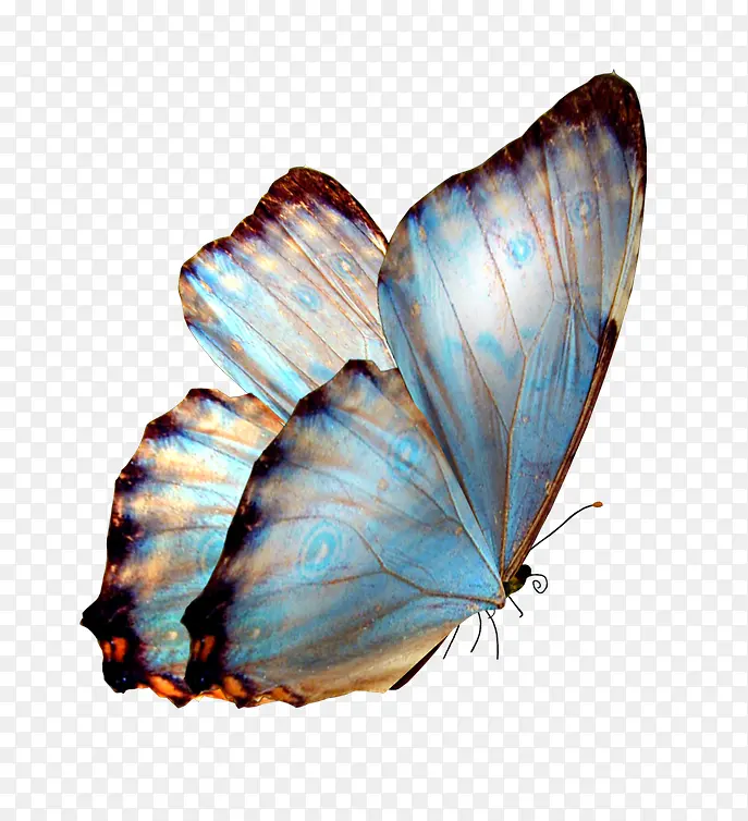 蝴蝶免抠图艺术品